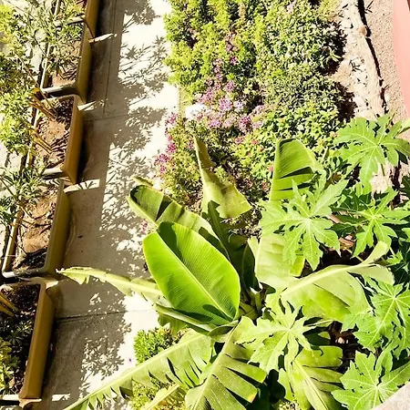 The Canarian Garden By Canaryscape 빌라 *